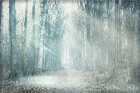 Mystical Forest Fog — Stock Photo © Xload 47588709