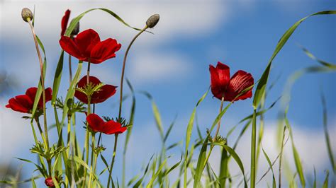 Image Red Poppies Flowers Flower Bud 3840x2160