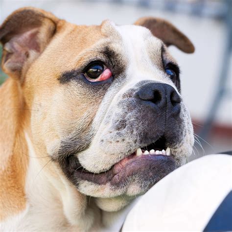 Cherry Eye What It Is And When To Seek Help For Your Dog