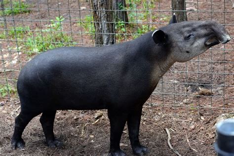 Meet The Tapirthe National Animal Of Belize Belize Vacations