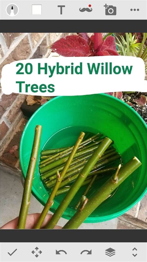 10 Austree Hybrid Willow Trees Fastest Growing Shade Or Privacy Tree