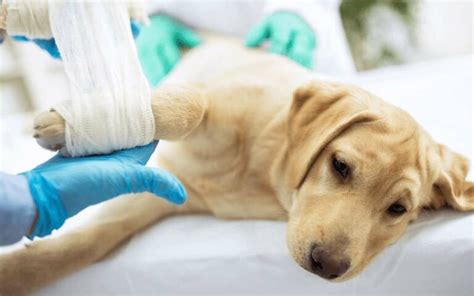 Elbow Hygromas In Dogs Causes Treatment And Prevention