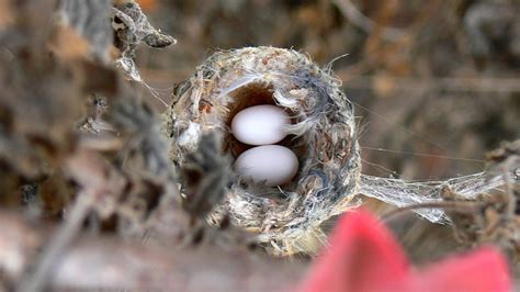 A Beginners Guide To Hummingbird Nests Hummingbirds Feeders