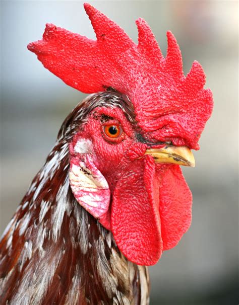 Why Do Roosters Have Wattles Modern Farming Methods