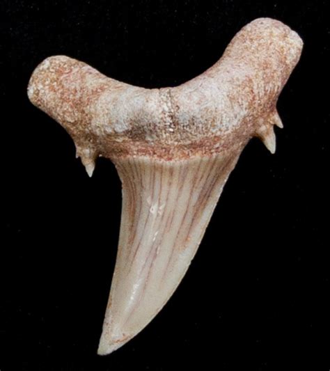 Through this system, sharks replace their teeth relatively quickly with replacement teeth that are ready to rotate because their teeth get damaged a lot with their live prey. Striatolamia (Extinct Sand Tiger) Shark Tooth - Eocene For ...