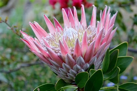 Free Photo South African Flower Beautiful Bright Decorative Free Download Jooinn