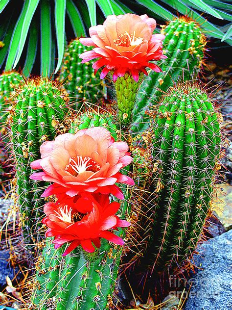 Cactus Blooming Arizona Desert Photograph By Merton Allen Pixels