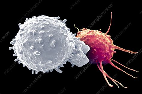 T Cell Attacking Cancer Cell Illustration Stock Image C0577791