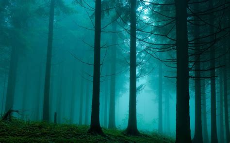 Forest In The Mist Nature Mac Wallpaper Download Allmacwallpaper