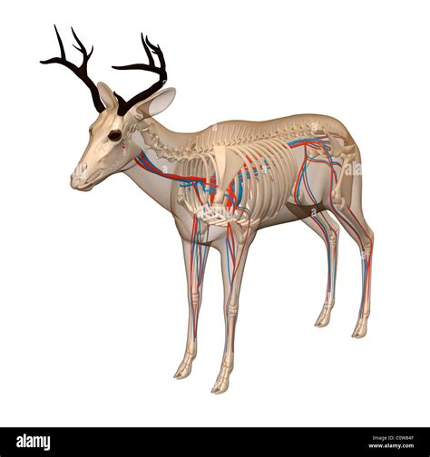 Bone Structure Of A Whitetail