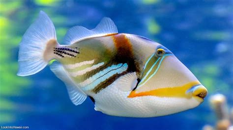 Humuhumu Nukunuku Apuaa Reef Triggerfish Information