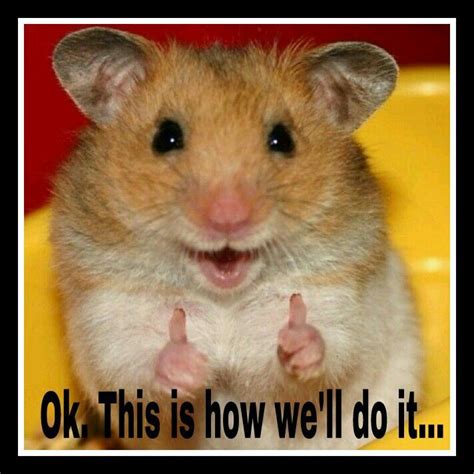 Strategy Meme Cute Animals Cute Hamsters Smiling Animals