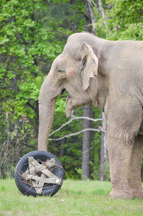 Enrichment For Elephants Elenotes The Elephant Sanctuary In Tennessee