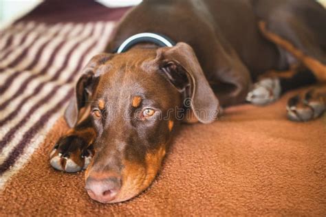 Brown Doberman Dog With Normal Ears Laying On A Bed Stock Photo Image