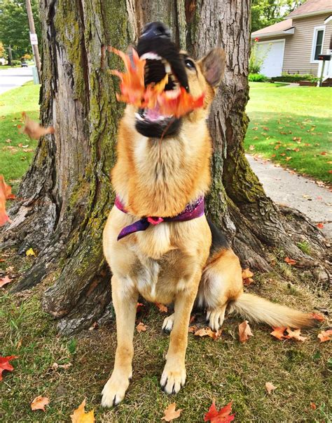 Perfect Timed Photo Of A Dog Breathing Autumn Fire Odd Stuff Magazine