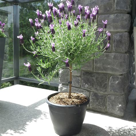 Standard Lavender Tree Lavender Plant