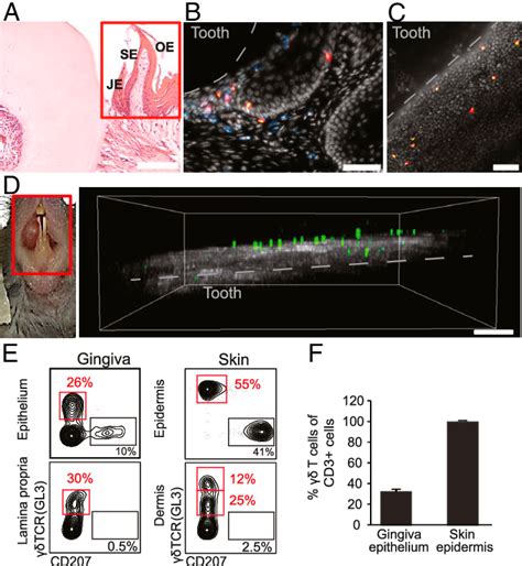 Figure 1 From Mutual Interplay Between Il 17producing γδt Cells And