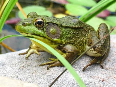 Do Frogs Have Ears How Frogs Hear