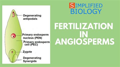 Fertilisation In Angiosperms For Neet Aiims Aipmt Jipmer Premed