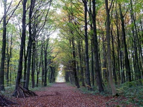 Autumnal Woodland Scene Whitwell Wood © Andrew Hill Cc By Sa20