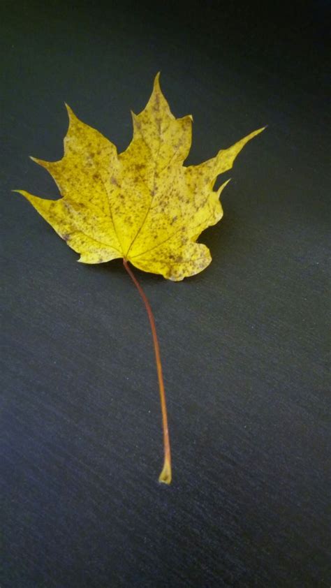 Pin By Xiomara Viamontes Fernandez On Photograhy Plant Leaves