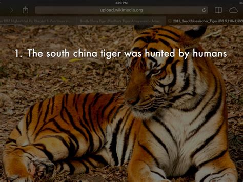 South China Tiger Facts Habitat Behavior Diet Pictures