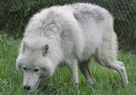 Arctic Wolf Wikipedia