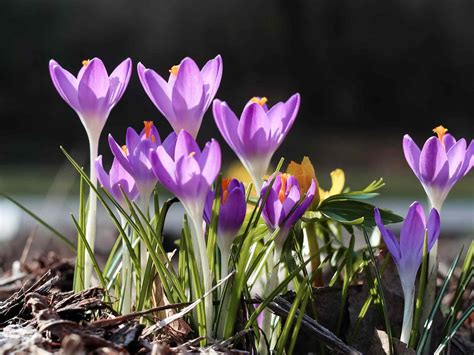 How To Plant Crocus Bulbs Gardening Tips Advice And Inspiration