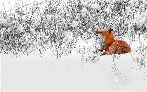 Snow Fox Bing Wallpaper View