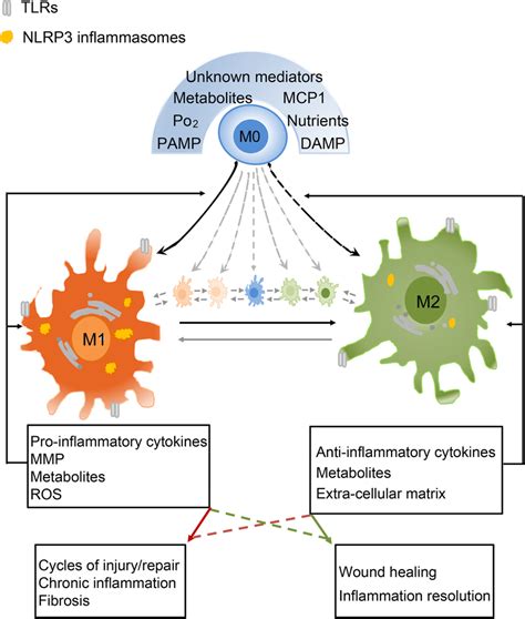 macrophage polarization in pathogenesis of ckd macrophages are download scientific diagram