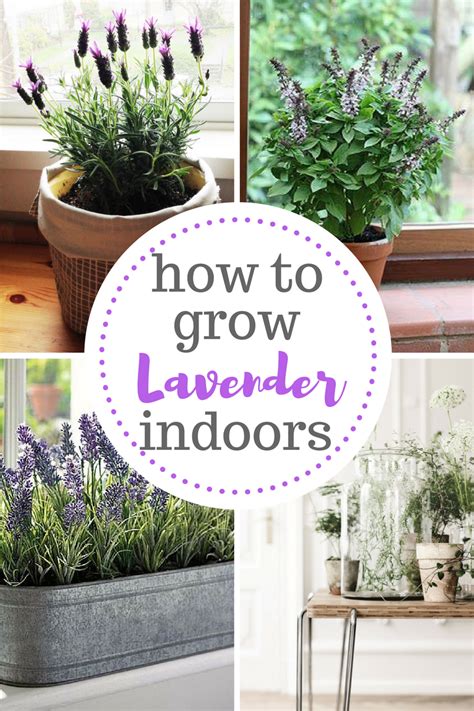 Lavender How To Grow Lavender Indoors Growing Lavender Indoors How