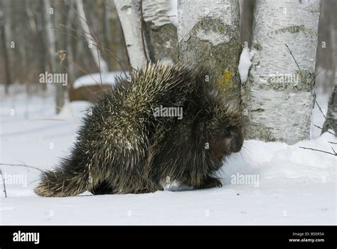 Porcupine Erethizon Dorsatum Winter North America Stock Photo Alamy