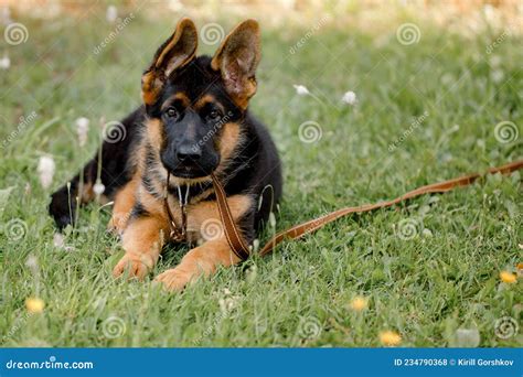 German Shepherd Puppy Dog Lying On The Grass In The Park Stock Photo