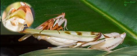 Hymenopus Coronatus Orchid Mantis The Praying Mantis
