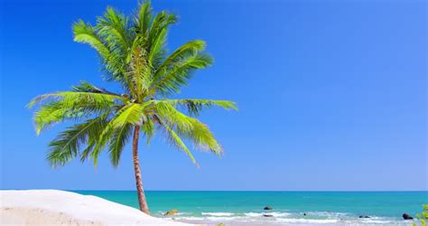 Amazing Tropical Beach Landscape With Palm Tree White Sand And