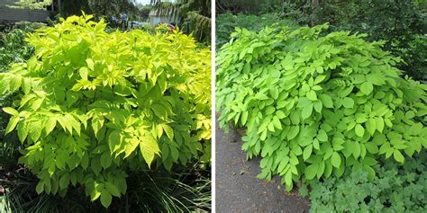 ‘sun King Aralia Is Perennial Royalty For Midwest Gardens Finegardening