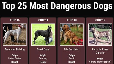 The Most Dangerous Dog Breeds In The World 2021 Youtube