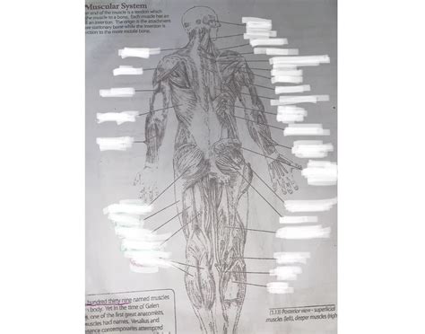 Muscular System Quiz