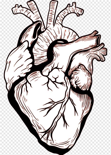 Corazon Cuerpo Humano Dibujo Corazon Comida Mano Coraz N Png Pngwing