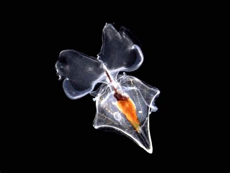 Pteropods Chroniques Du Plancton