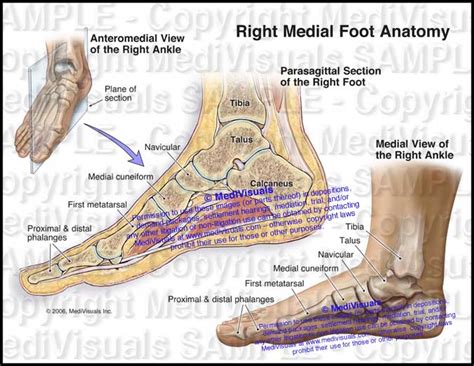 Right Medial Foot Anatomy Medivisuals Inc