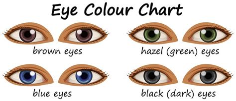 Human Eyes With Different Colors Human Eye Diagram Human Eye Eye
