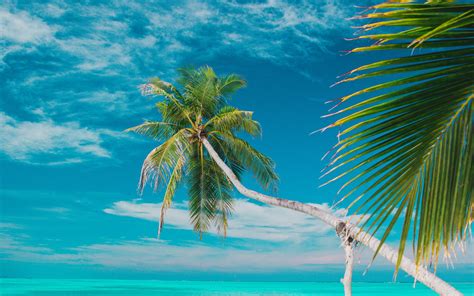 Download Wallpaper 3840x2400 Beach Sea Palm Trees Summer Tropics 4k