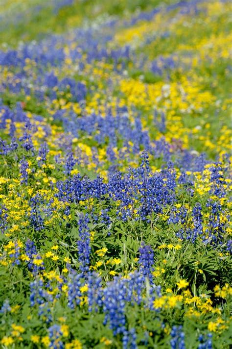 Alpine Wildflowers Stock Image Image Of Mountain Lupine 43184437