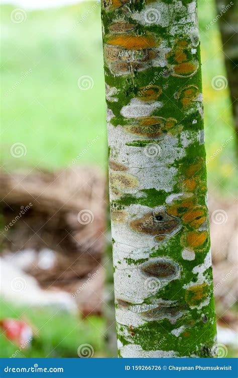 Fungal Plant Diseases On The Bark Of Trees Causing Tree To Grow Slowly