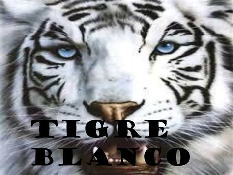 Calam O El Tigre Blanco