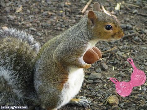 Image result for squirrel with bra off