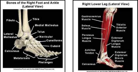 Ankle Pain Information Know Your Basic Ankle Anatomy