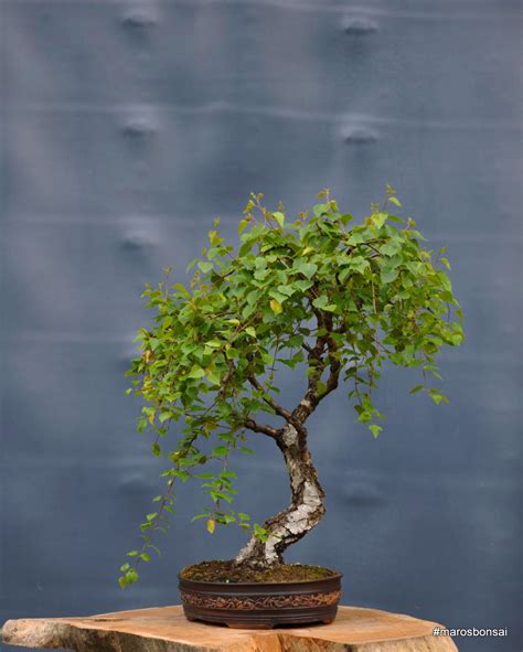 Maros Bonsai Blog Birch The White Lady