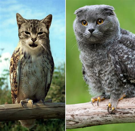 Cats Owls Meowls